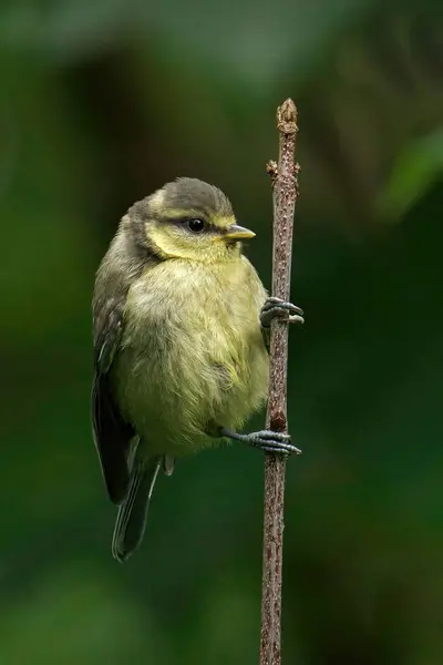 Vacker Utsikt Över Vacker Fågel Naturen — Stockfoto