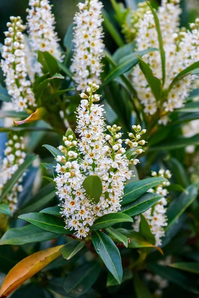 Botanisk Skott Vackra Blommor — Stockfoto