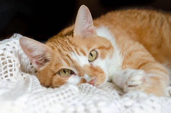Yerde Yatan Sevimli Kedi — Stok fotoğraf