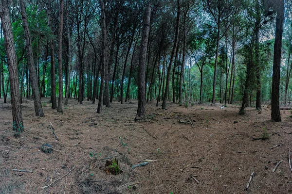 Groen Bos Het Bos — Stockfoto