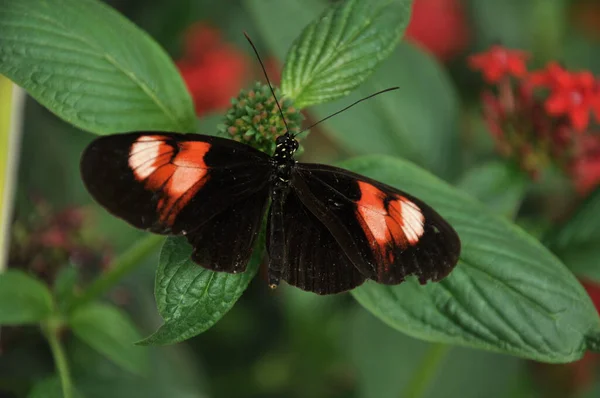 Bela Borboleta Uma Flor — Fotografia de Stock