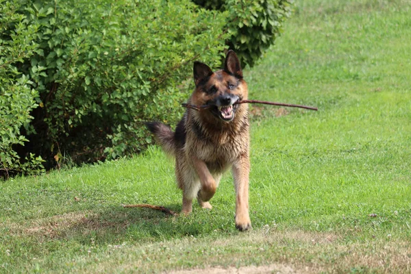 Anjing Gembala Jerman Taman — Stok Foto