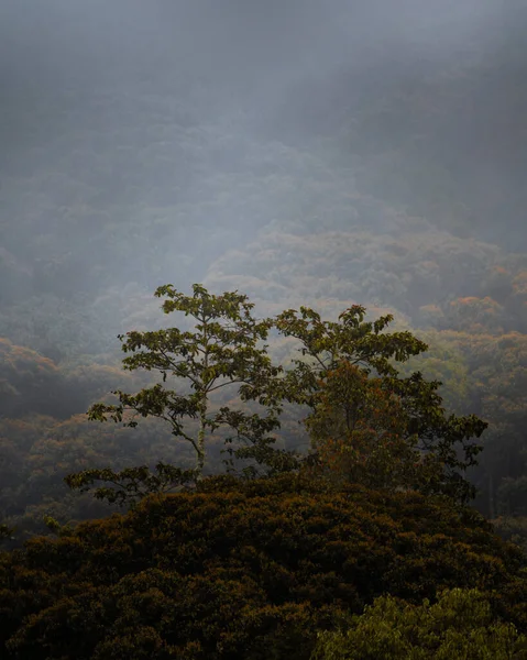 Bela Paisagem Floresta — Fotografia de Stock