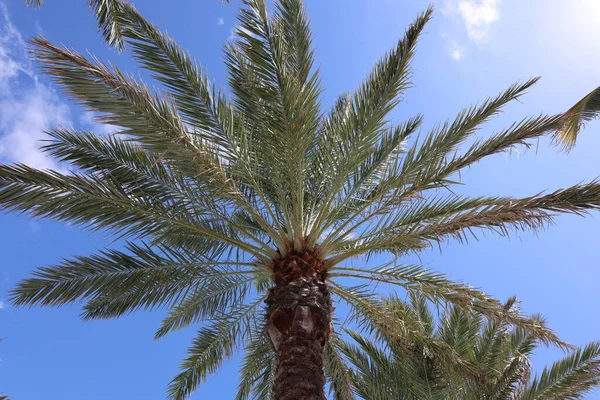 Palm Träd Himlen Bakgrund — Stockfoto