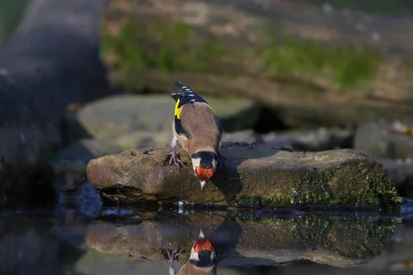 Pássaro Está Sentado Tronco Água — Fotografia de Stock