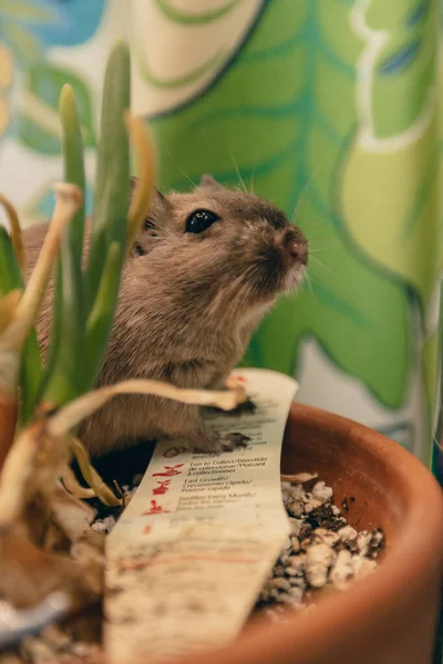 Niedliche Kleine Ratte Mit Blättern — Stockfoto
