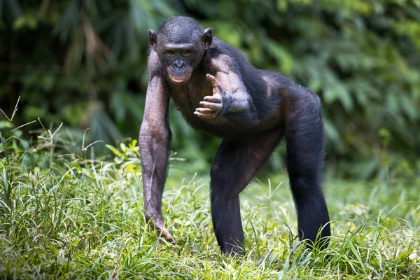 Gorila Hábitat Natural — Foto de Stock