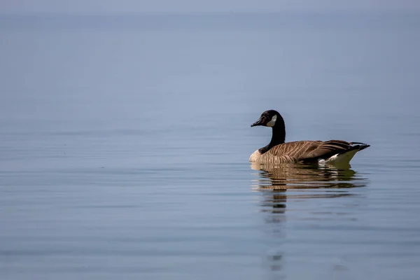 Schöne Weiße Ente Schwimmt Wasser — Stockfoto