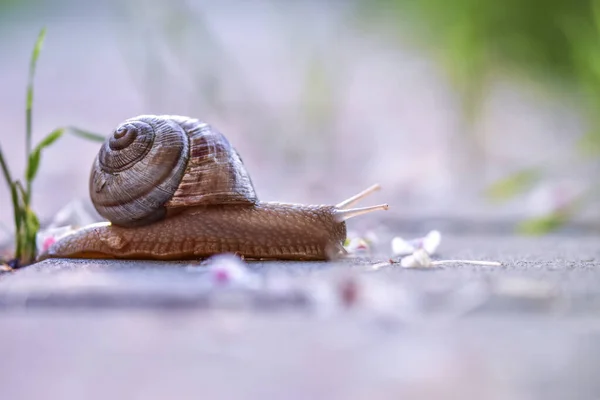 기어다니는 달팽이 — 스톡 사진