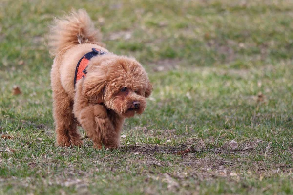 Schattig Hondje Het Park — Stockfoto