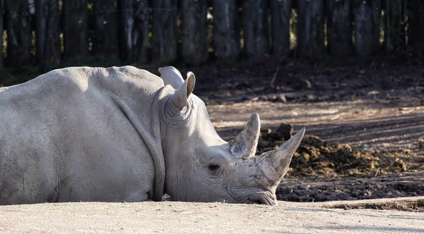 Nahaufnahme Eines Nashorns Zoo — Stockfoto