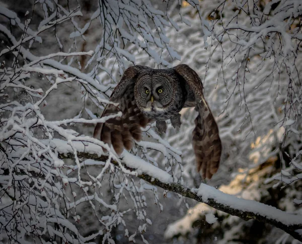 Mooie Opname Van Vogel Natuurlijke Habitat — Stockfoto