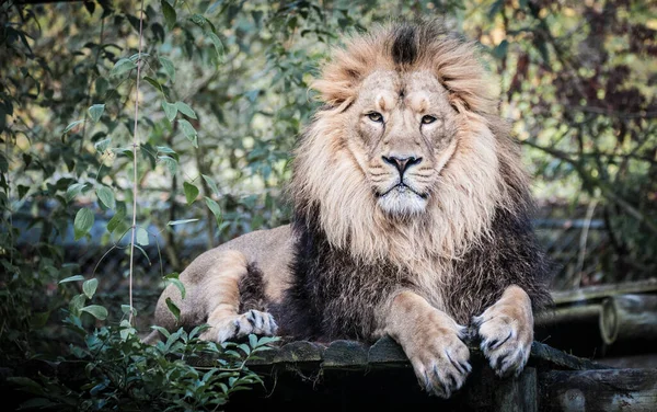 Mężczyzna Lew Zoo — Zdjęcie stockowe