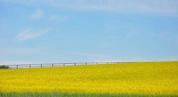 Красивое Желтое Рапсовое Поле Весной — стоковое фото