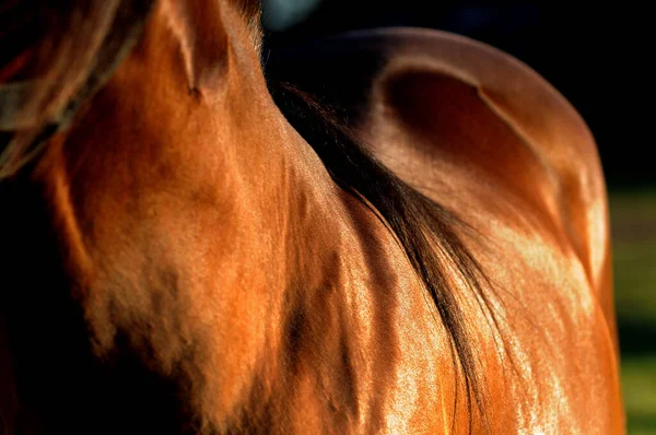 Primer Plano Caballo Marrón — Foto de Stock