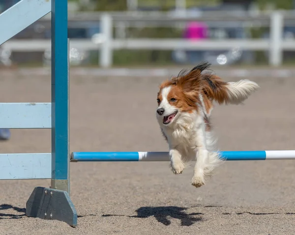 Cão Está Correndo Parque — Fotografia de Stock
