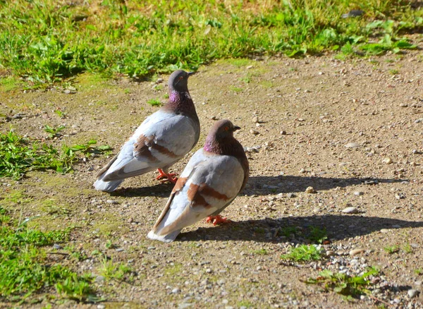 Eine Herde Enten Auf Dem Boden — Stockfoto