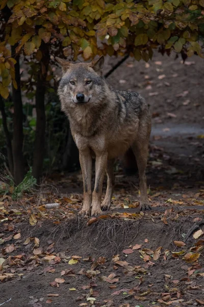 Een Wolf Het Bos — Stockfoto