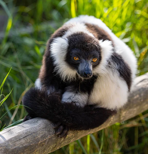Lemur Běloocasý Sedí Stromě — Stock fotografie