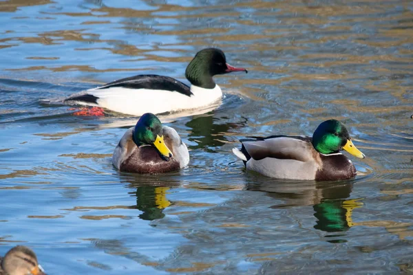 Eenden Zwemmen Het Water — Stockfoto