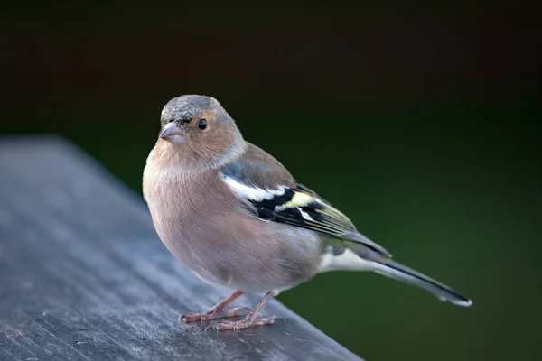 Sparrow Background Nature — Stock Photo, Image
