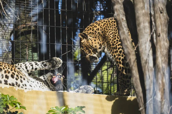Leopard Zoo — Stock Photo, Image