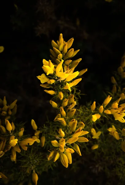 Gula Blommor Trädgården — Stockfoto