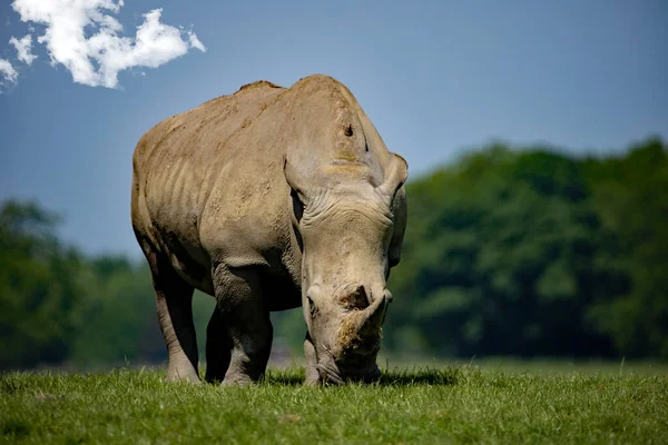 Gros Plan Rhinocéros Dans Savane — Photo