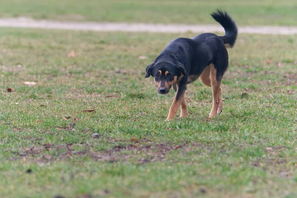 Cane Nel Parco — Foto Stock