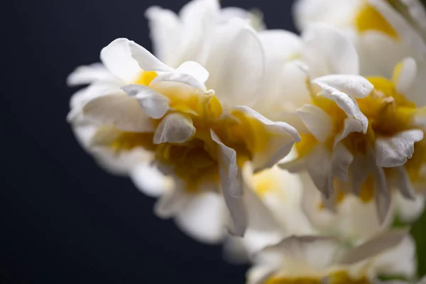 White Yellow Spring Flowers Black Background — Stock Photo, Image