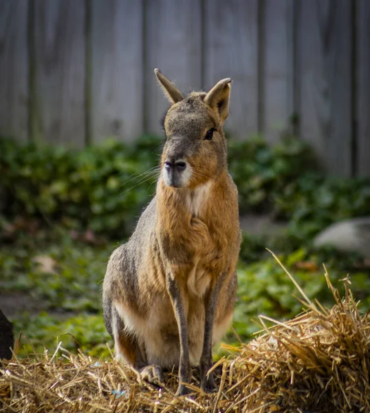 Veado Jovem Zoológico — Fotografia de Stock