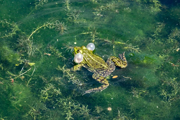 Zelená Žába Vodě — Stock fotografie