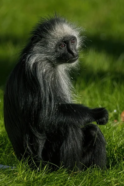 Gorilla Dalla Coda Nera Siede Erba Verde — Foto Stock