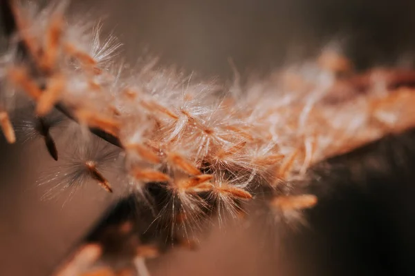 Dandelion Seeds Dark Background — Stock Photo, Image