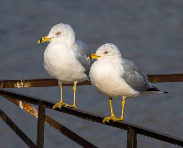 Seagulls Beach Close — Stock Photo, Image