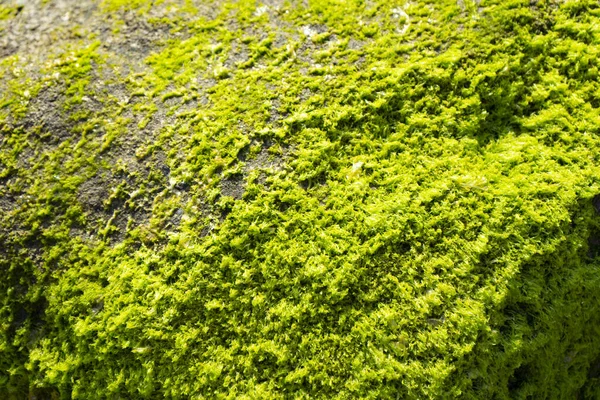 Зелений Мох Камені — стокове фото