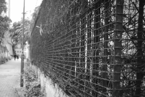 Черно Белое Фото Дерева Парке — стоковое фото