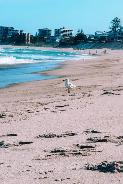 Vogel Het Strand — Stockfoto