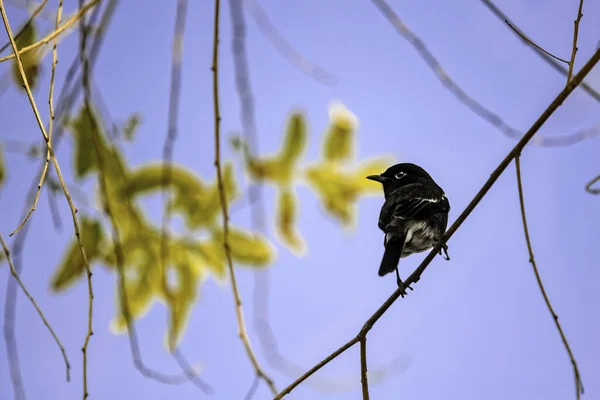 Pájaro Negro Una Rama Bosque — Foto de Stock