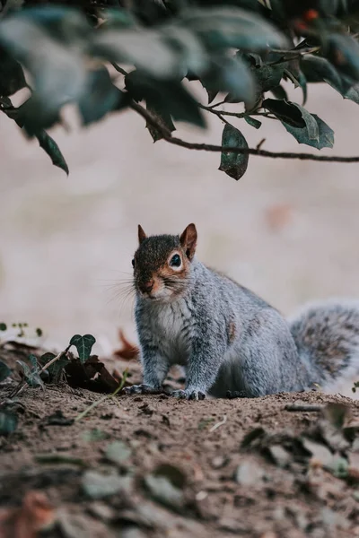 Ein Schönes Rotes Eichhörnchen Wald — Stockfoto