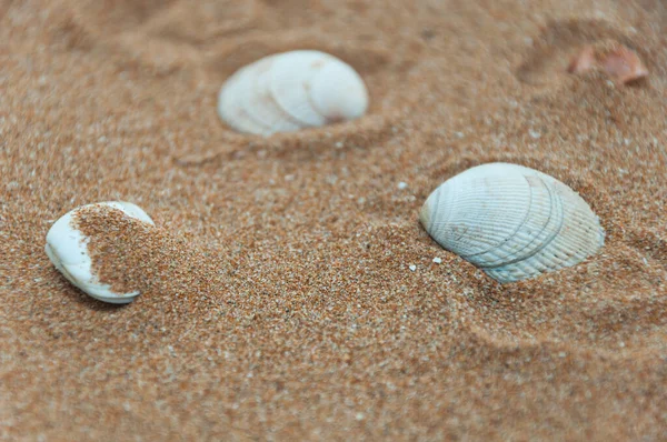 Seashells Sand Beach — Stock Photo, Image
