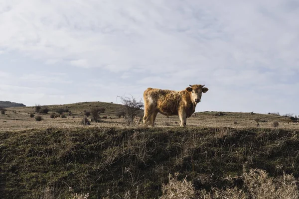 Stádo Ovcí Pasoucích Pastvinách Horách — Stock fotografie