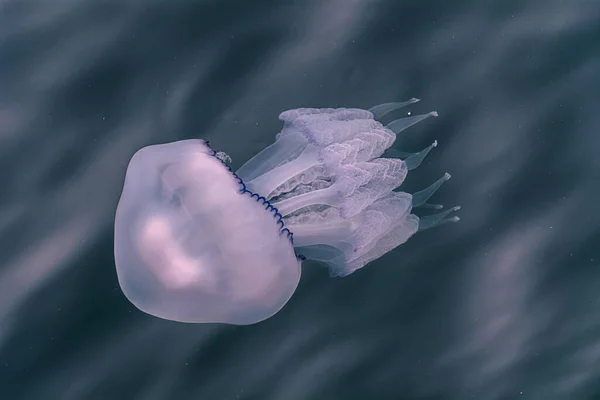 Jellyfish Sea — Stock Photo, Image