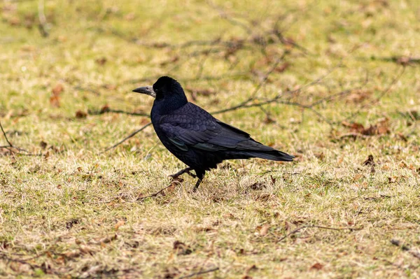 绿色背景上的黑色乌鸦 — 图库照片