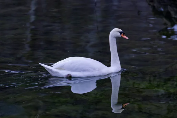 Cisne Blanco Lago —  Fotos de Stock