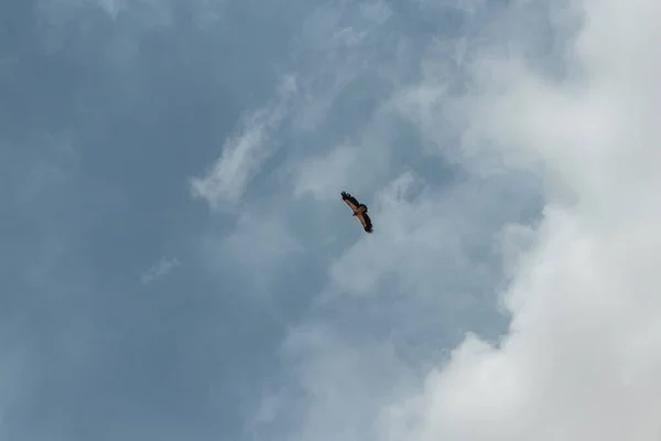 Gökyüzünde Uçan Bir Kuş Sürüsü — Stok fotoğraf