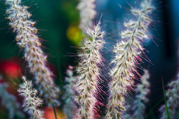 Botaniczne Ujęcie Piękne Kwiaty — Zdjęcie stockowe