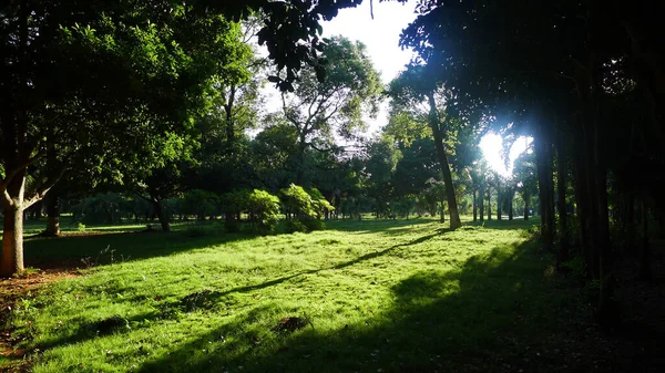 木々や緑の芝生の美しい風景 — ストック写真