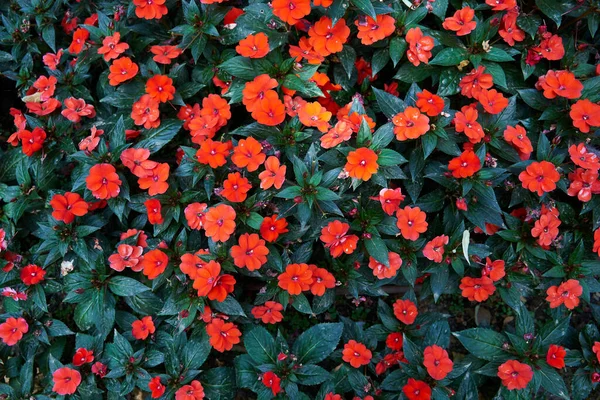 Červené Květy Ibišku Jarní Zahrada — Stock fotografie