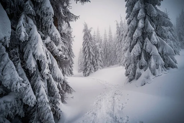 Árboles Cubiertos Nieve Hermosa Naturaleza Bosque Invierno —  Fotos de Stock
